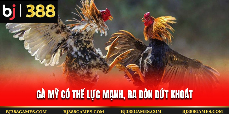 Gà Mỹ có thể lực mạnh, ra đòn dứt khoát Gà Mỹ có thể lực mạnh, ra đòn dứt khoát
