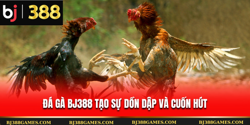 Đá gà Bj388 tạo sự dồn dập và cuốn hút Đá gà Bj388 tạo sự dồn dập và cuốn hút